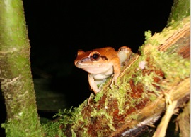 mindo cloudforest tour